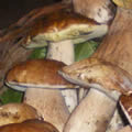 Porcini freschi dell'Etna 